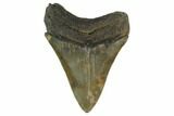 3.72" Fossil Megalodon Tooth - South Carolina - #130776-2